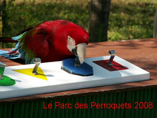 ara cloropt�re et puzzle